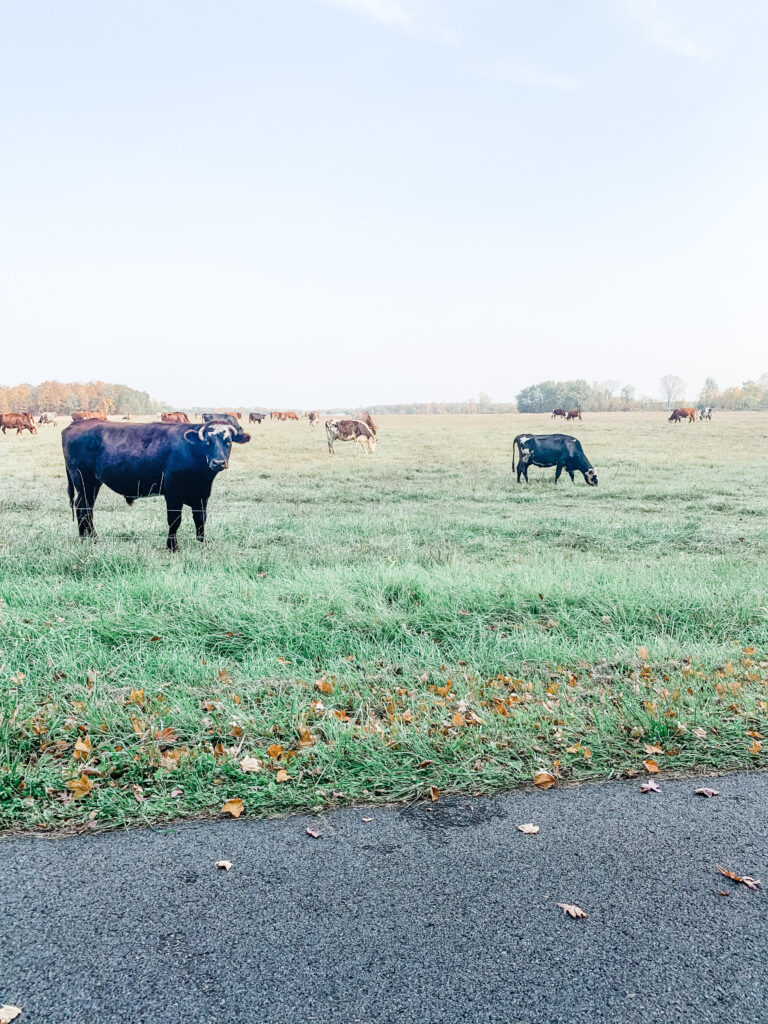 Cows in a field at a local farm