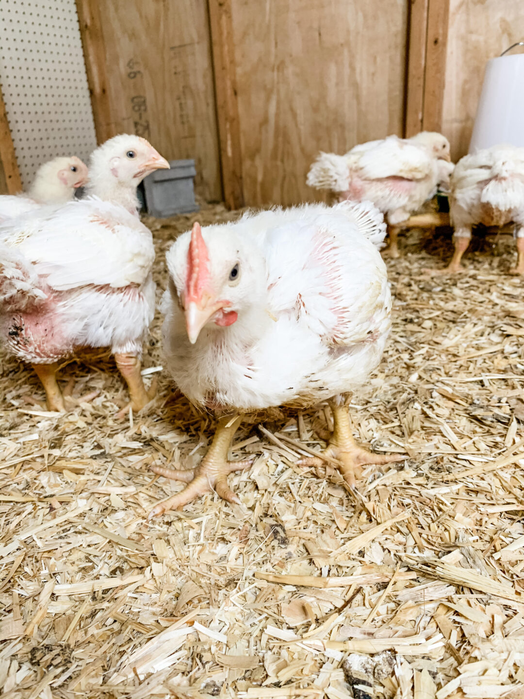 5 Tips on How to Raise Cornish Broiler Hens THE KOLBE FARMS
