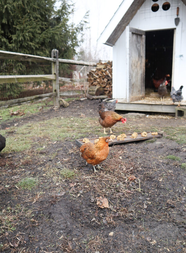 Chicken Treats: Oat Energy Balls